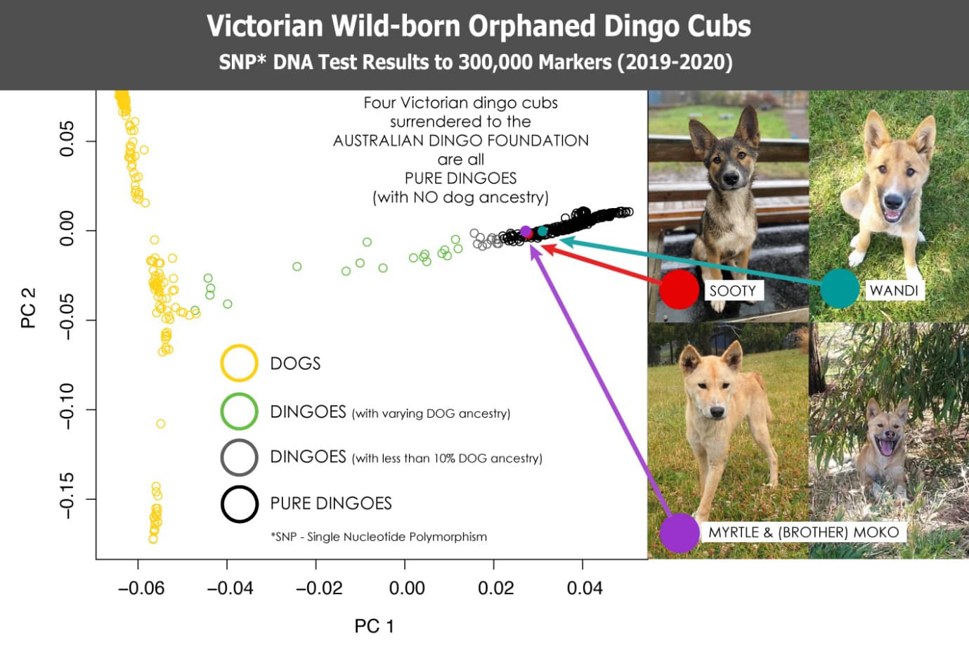 Emerging Victorian dingo ancestry diagram