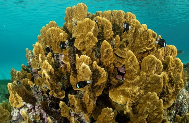 McCullochs Anemone fish in Lord Howe Island lagoon