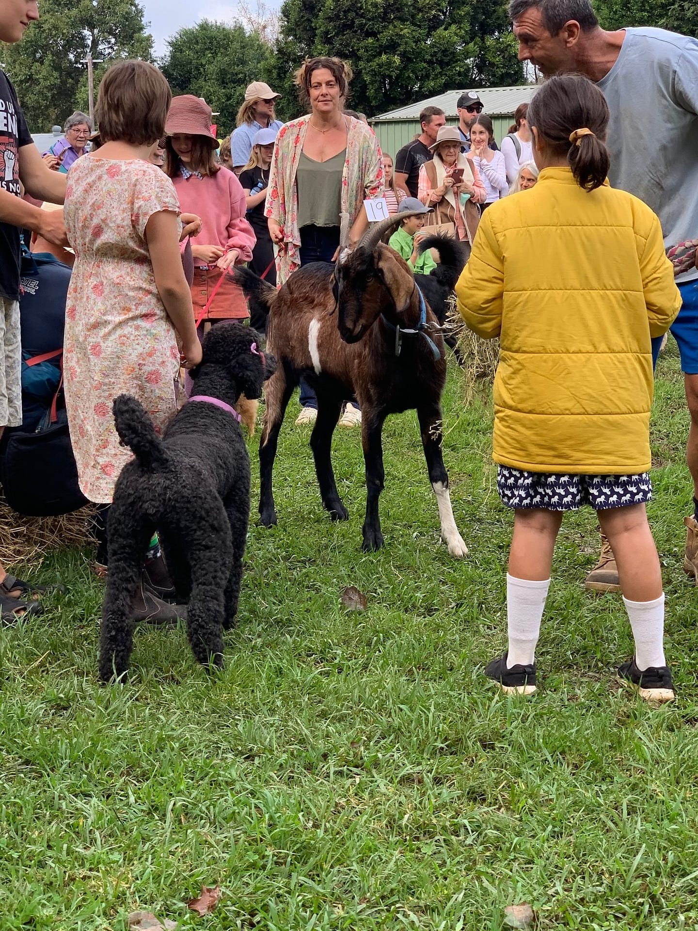 Poodle meets goat at the Mongrel Dog Show