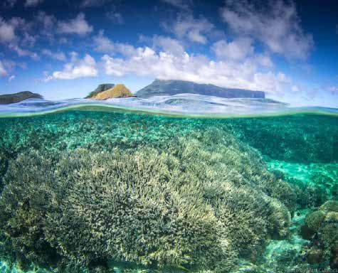 Undescribed species of staghorn coral