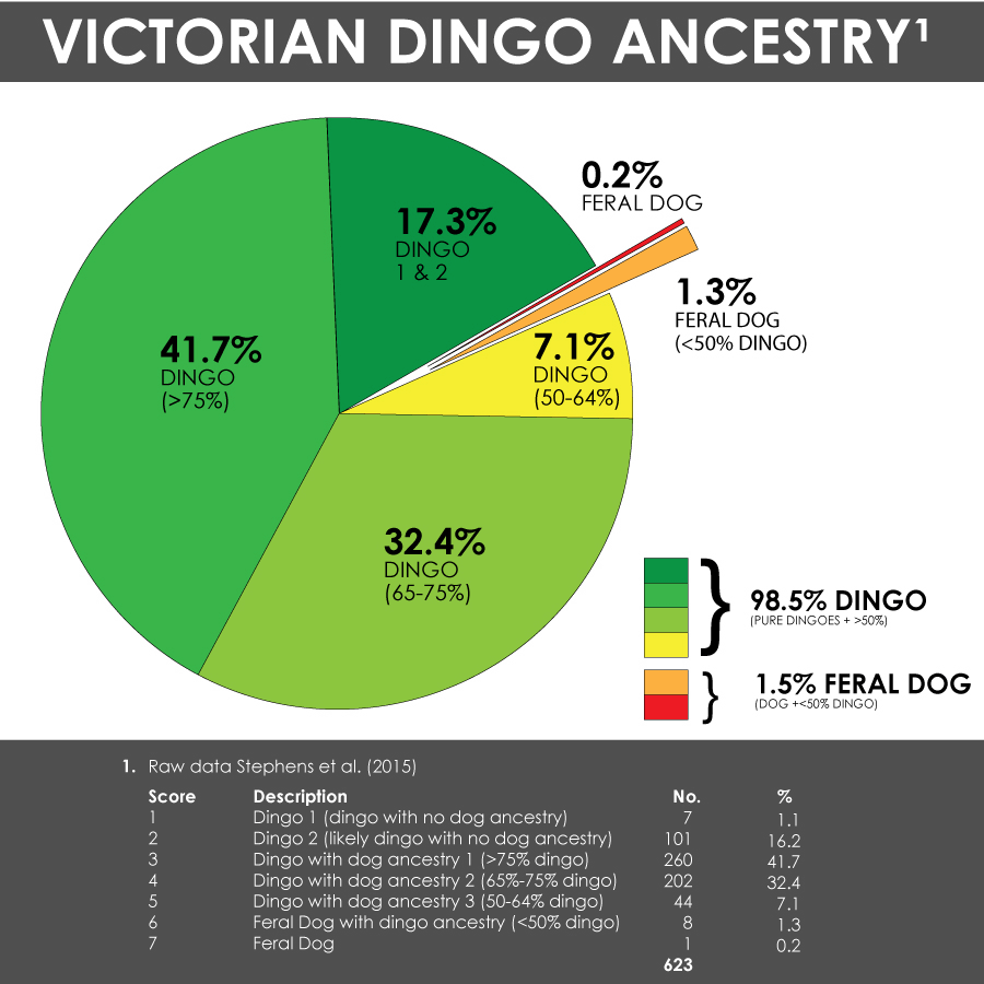 Victorian Dingo Ancestry diagram