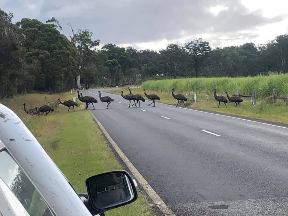 Emu parade