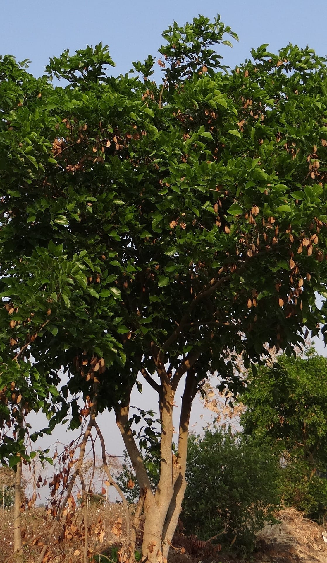 Pongamia tree