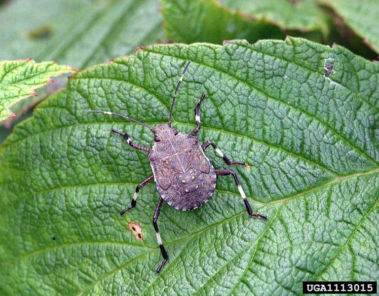 Brown marmorated stink bug