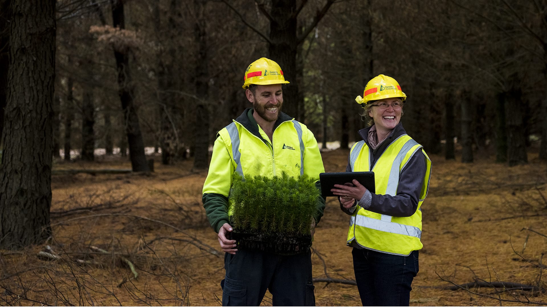 Bathurst replanting