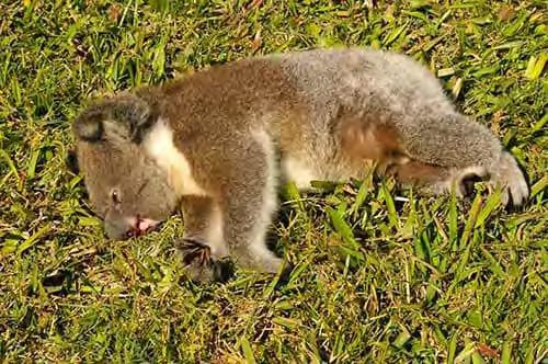 Roadkilled koala