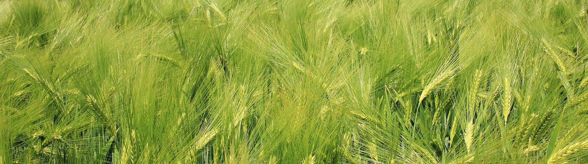 Barley