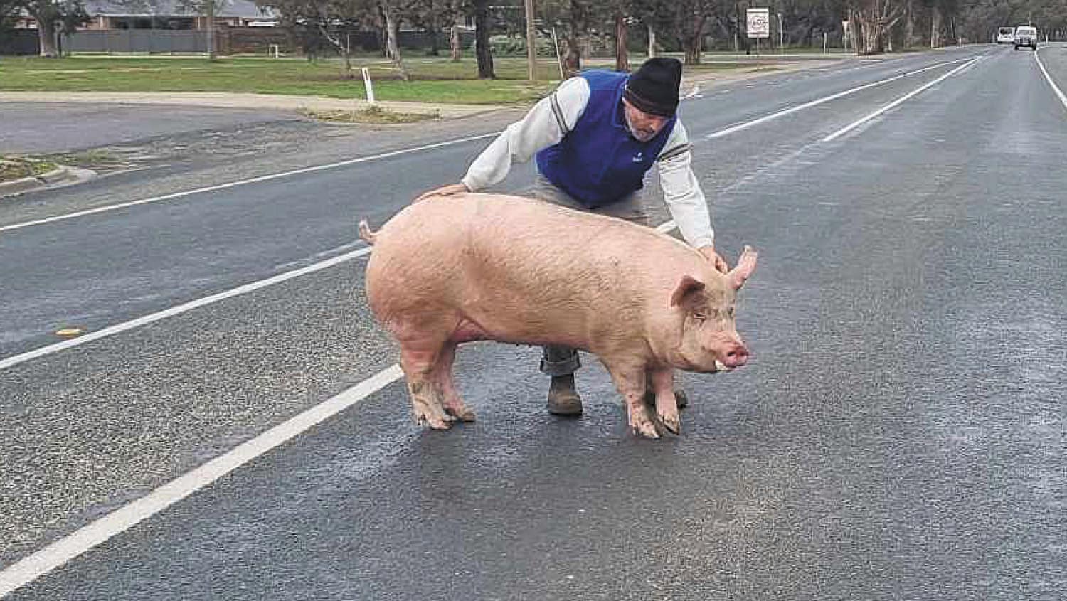 This little piggy