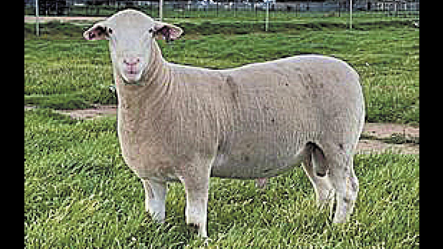 Sheep