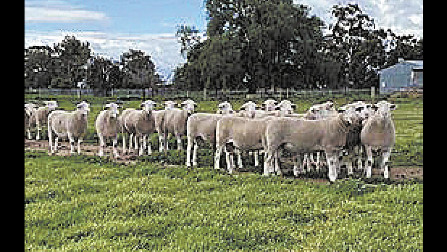 Sheep
