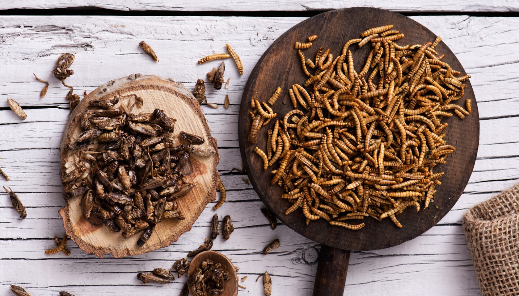 insect protein