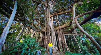 Biodiversity on LHI