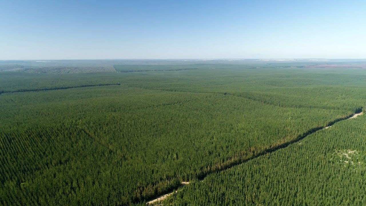 pine forests