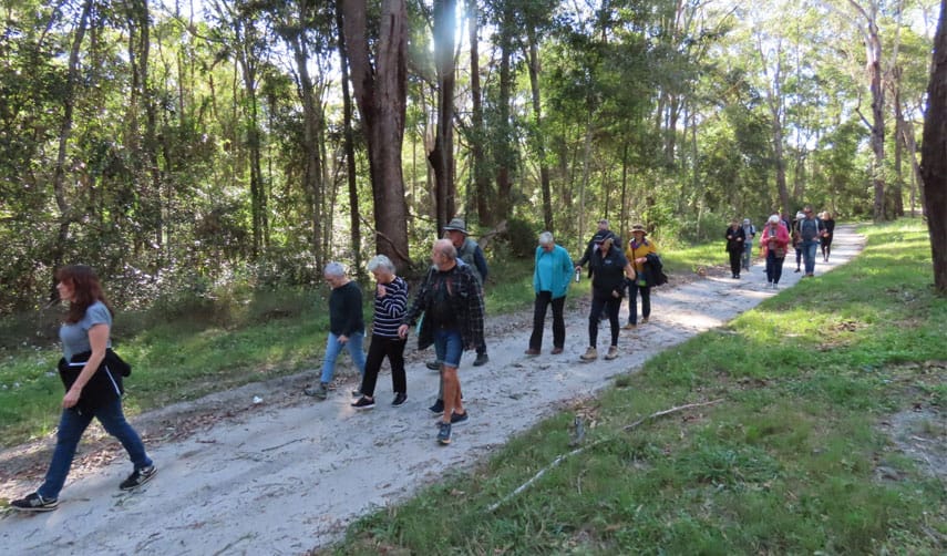 Koala walk and talk