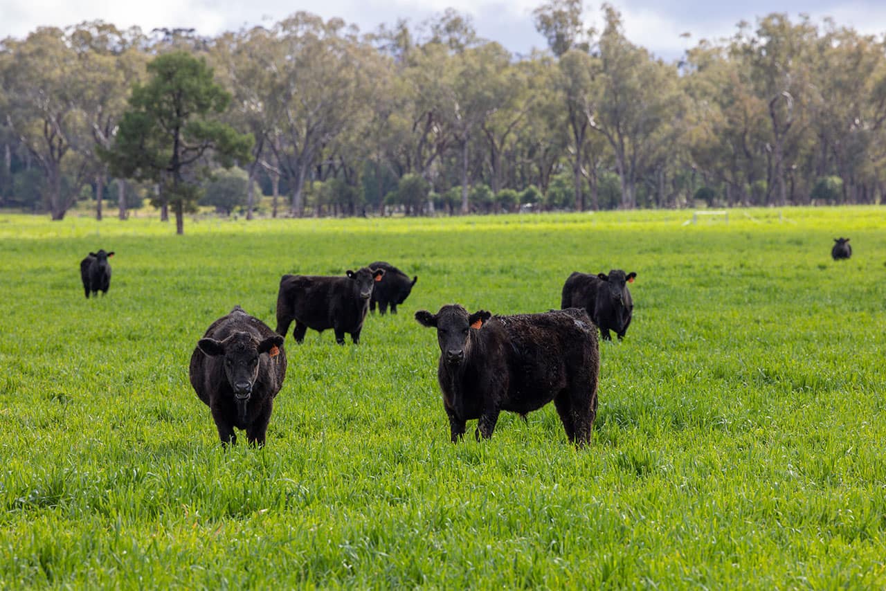 Liverpool Plains