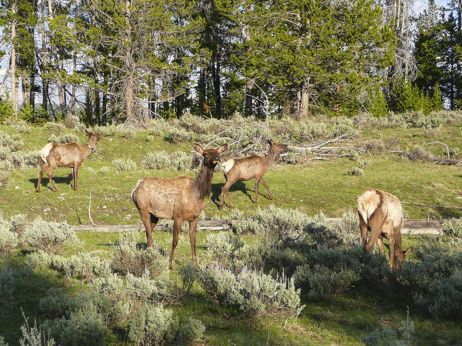 herd of deer