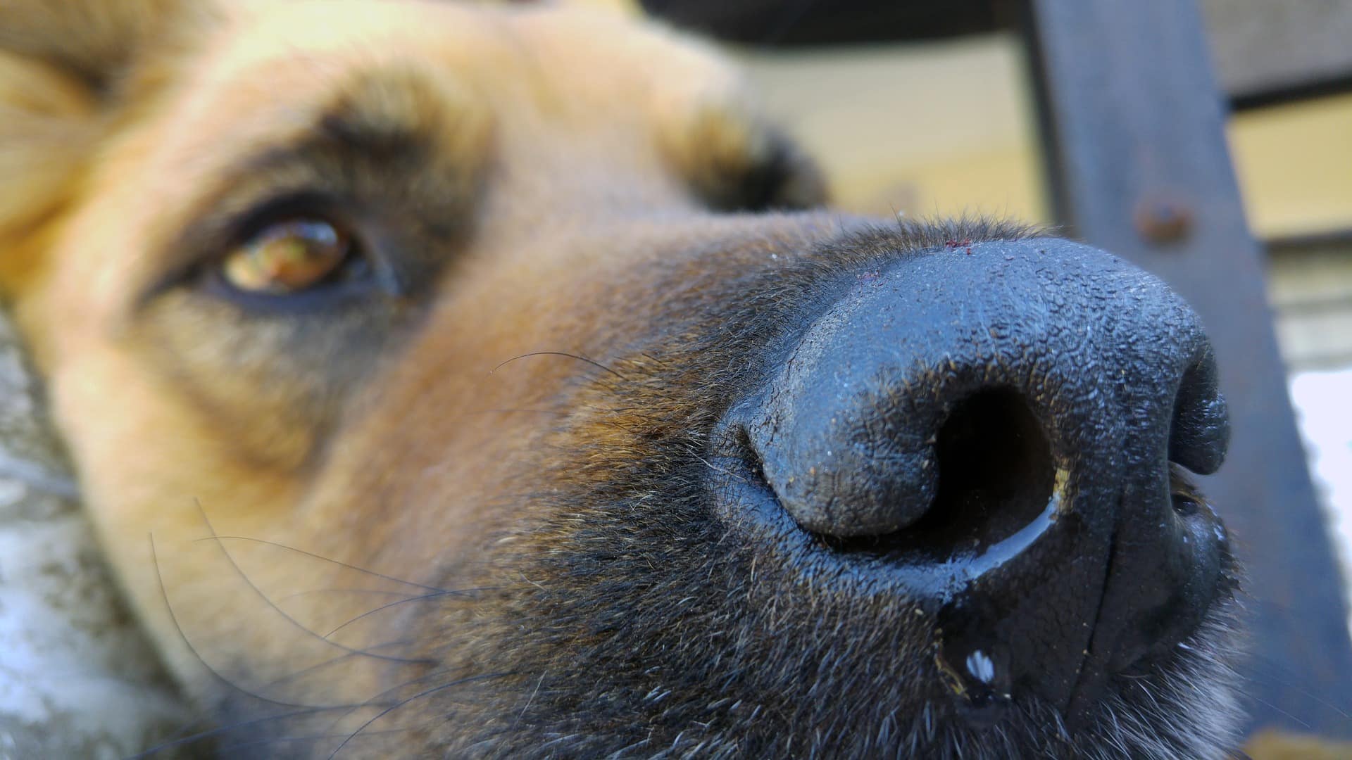 Sick dog's nose