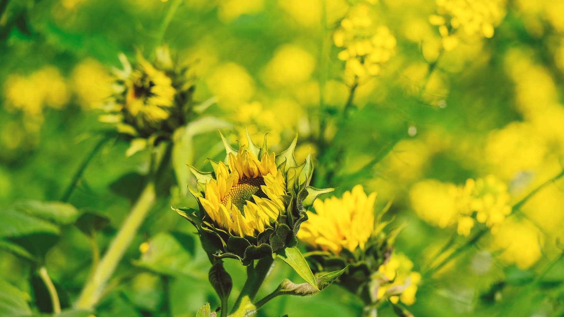 Sunflower