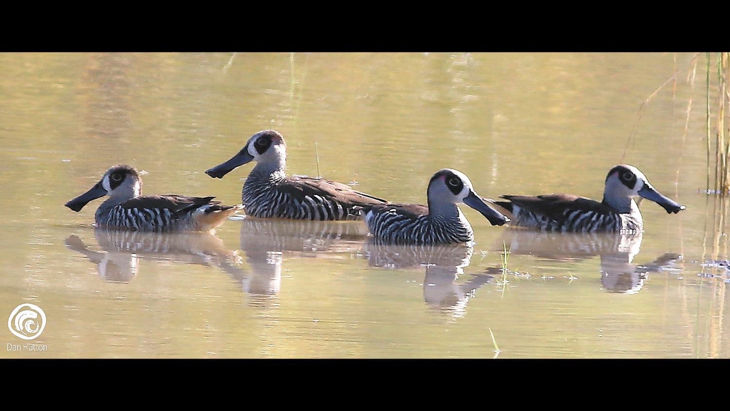 waterbirds