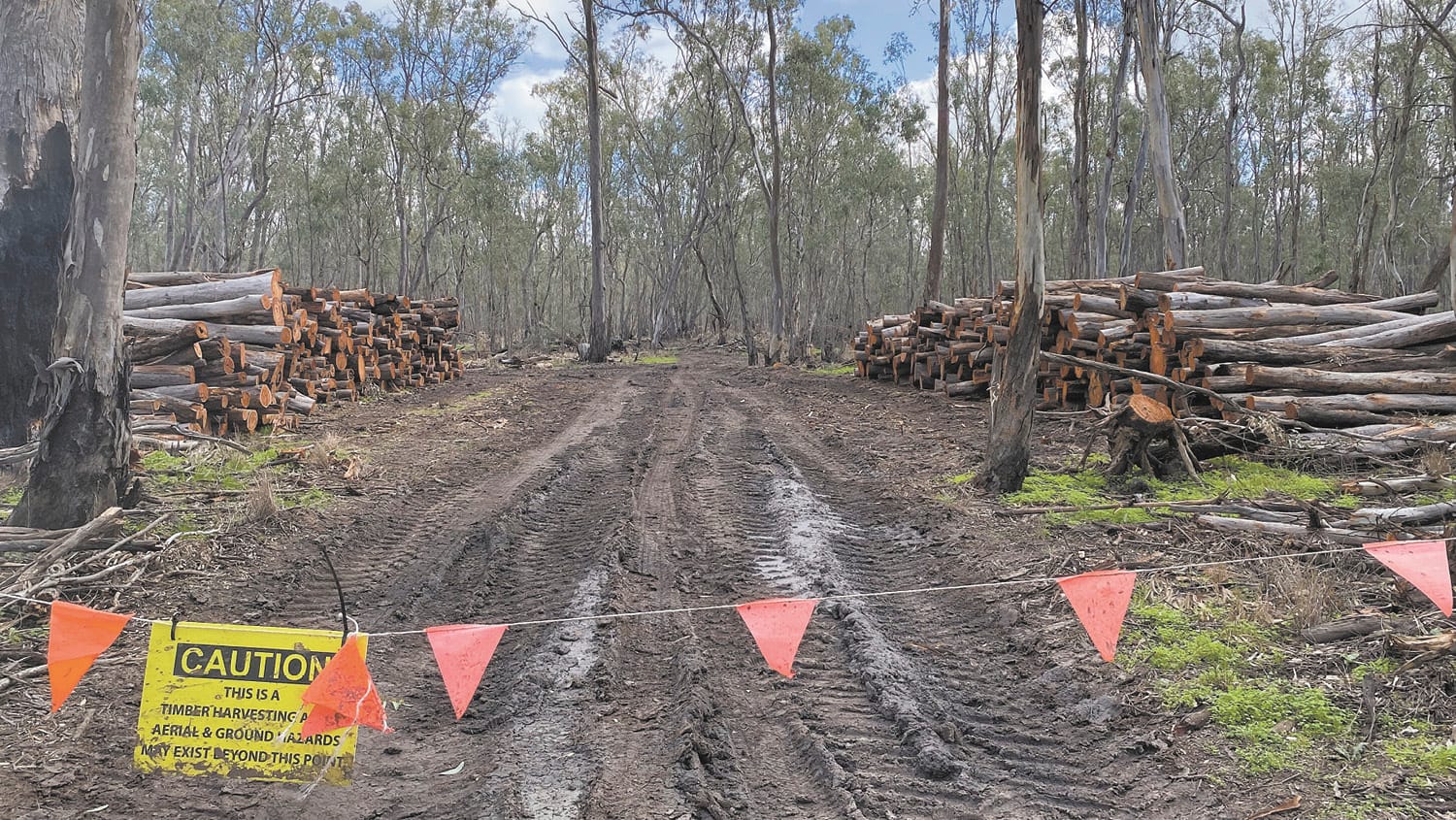 Logging in the Guttrum