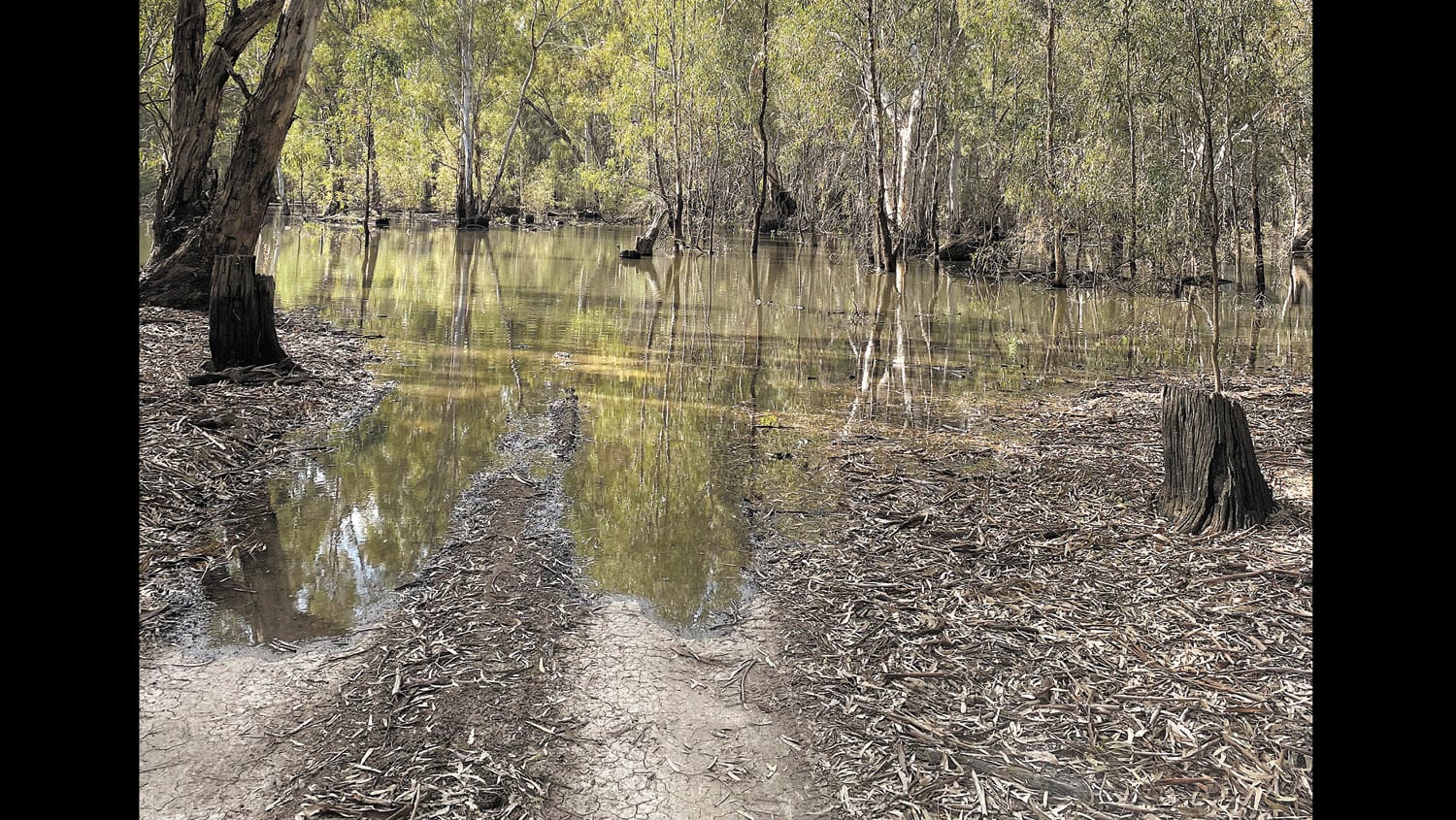 Water in the Guttrum Forest