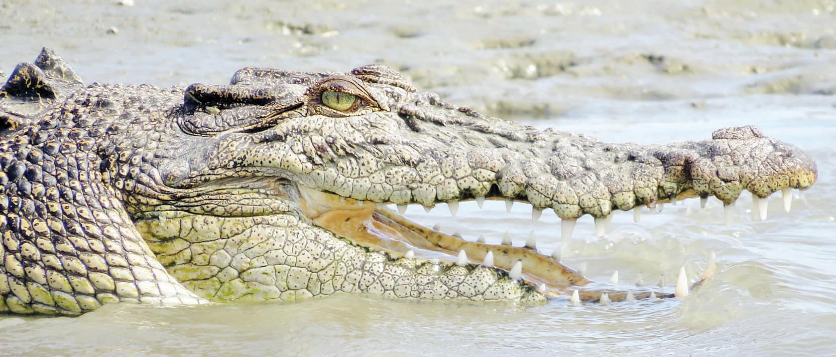 Crocodile