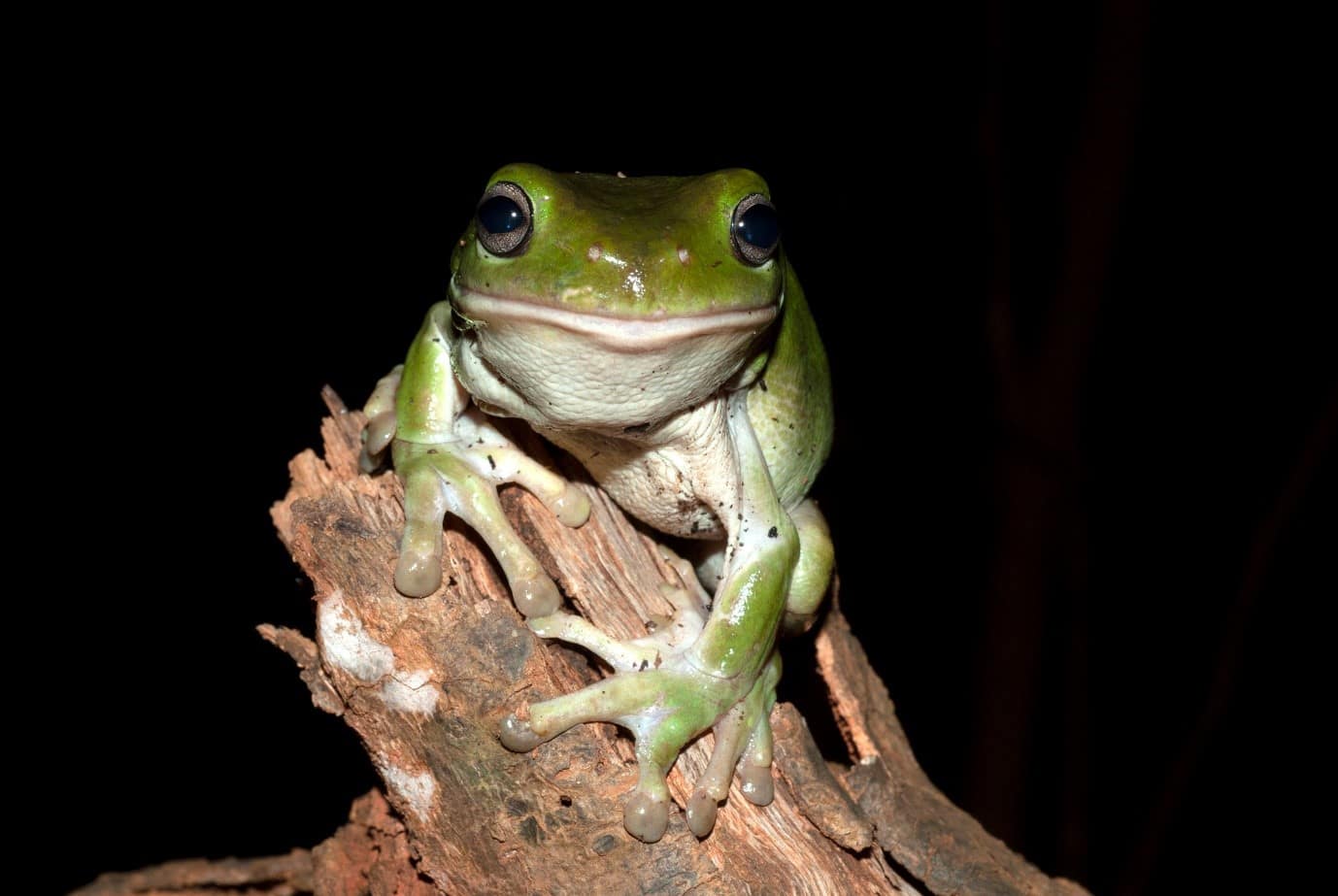 Healthy frog