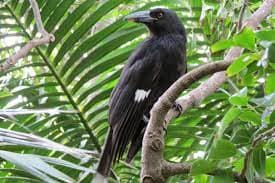 LHI currawong