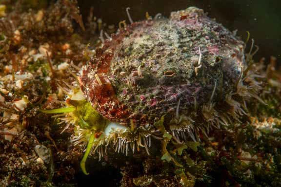 LHI Abalone