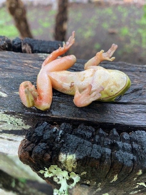 Dead frog