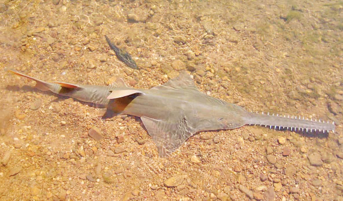 Sawfish