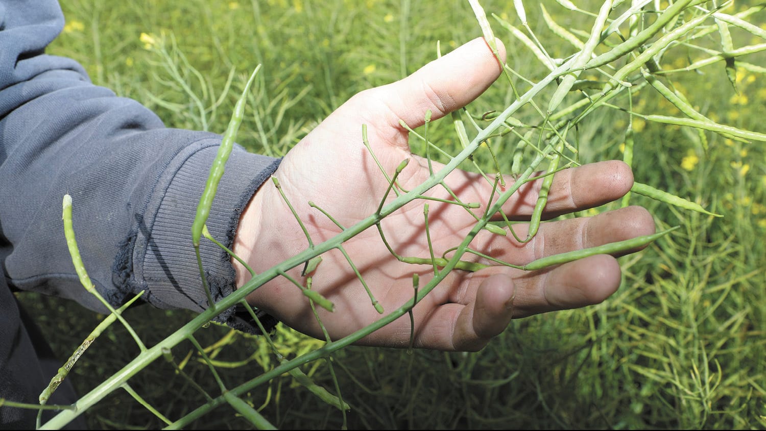 Mice damaged canola