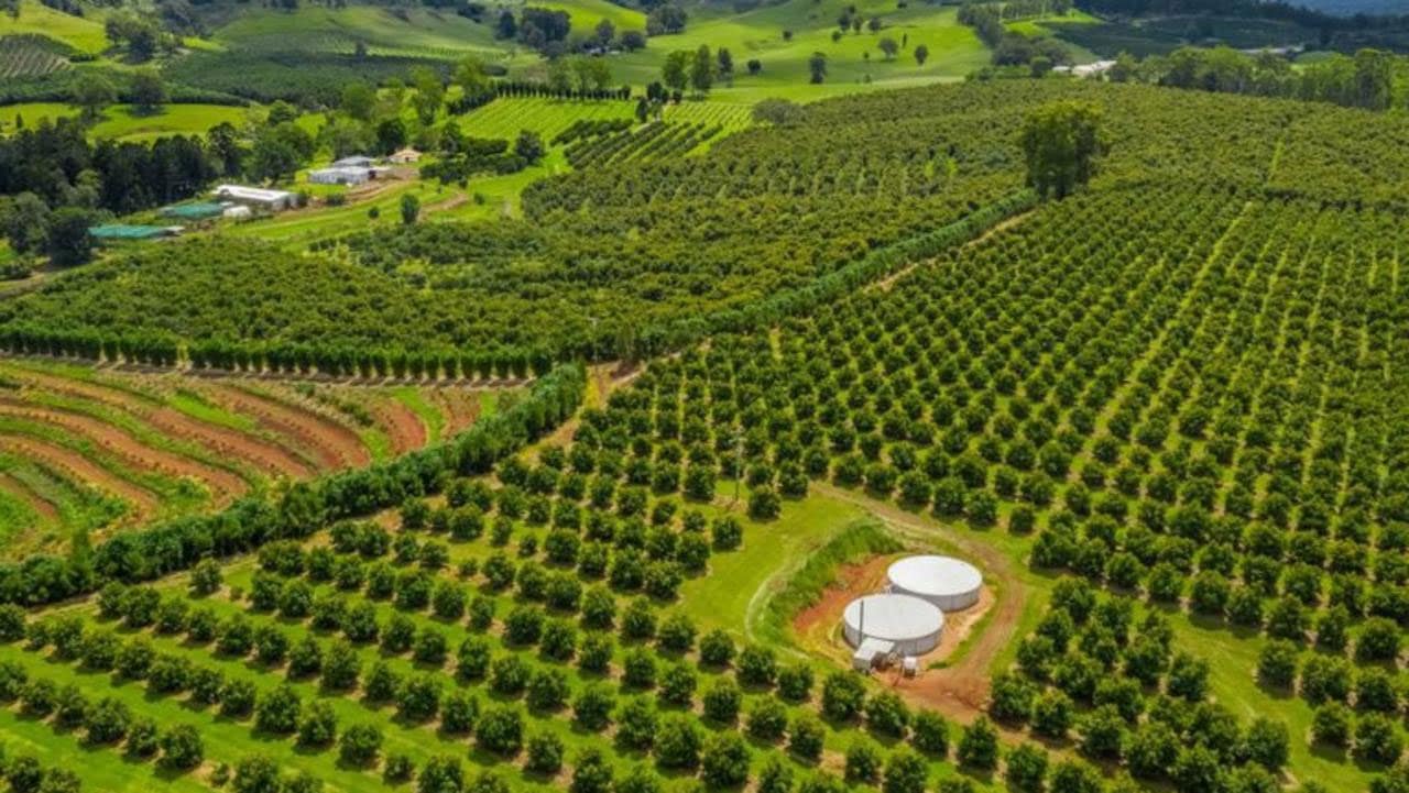 Avocado orchard