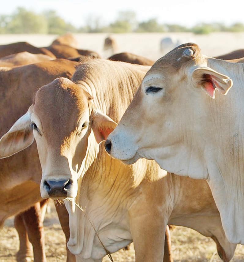 Cattle