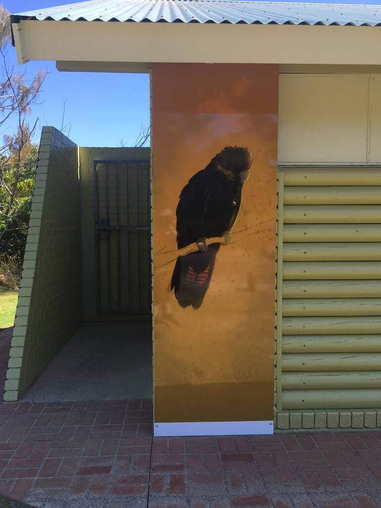 Glossy black cockatoo