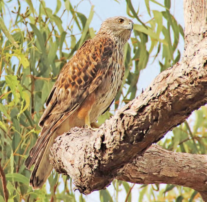 Red Goshawk