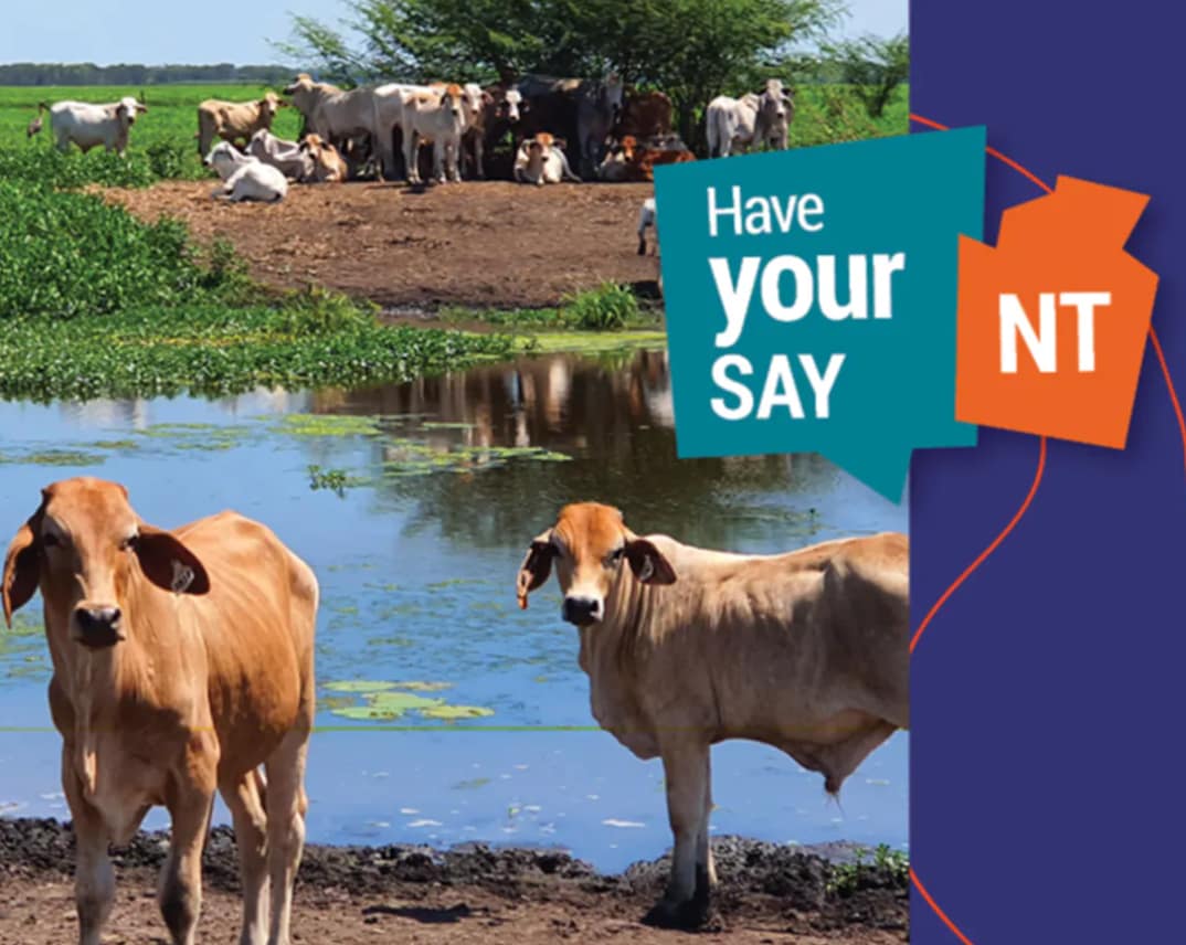 Have your say NT