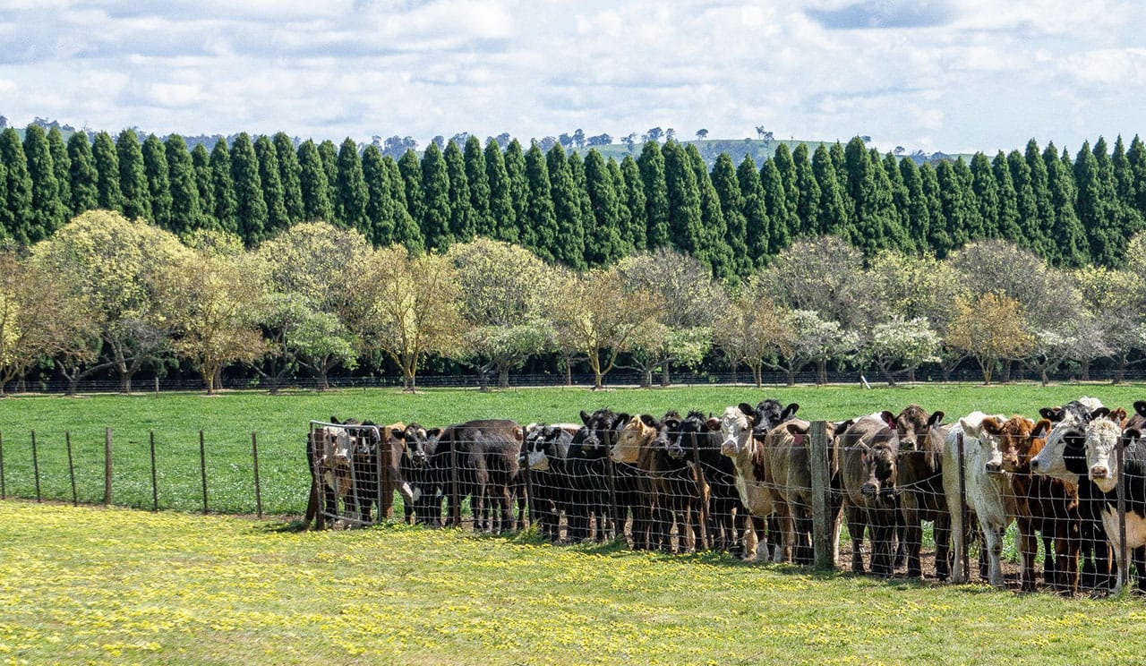 Berrima