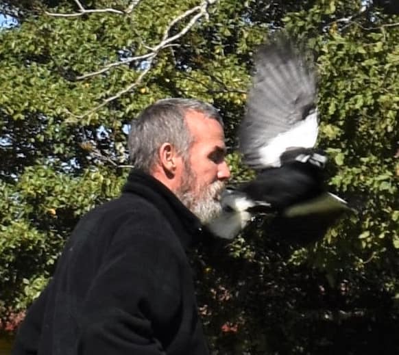 Magpie attack
