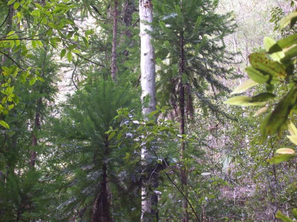 Wollemi Pine Photo: Department of Environment and Conservation (NSW)