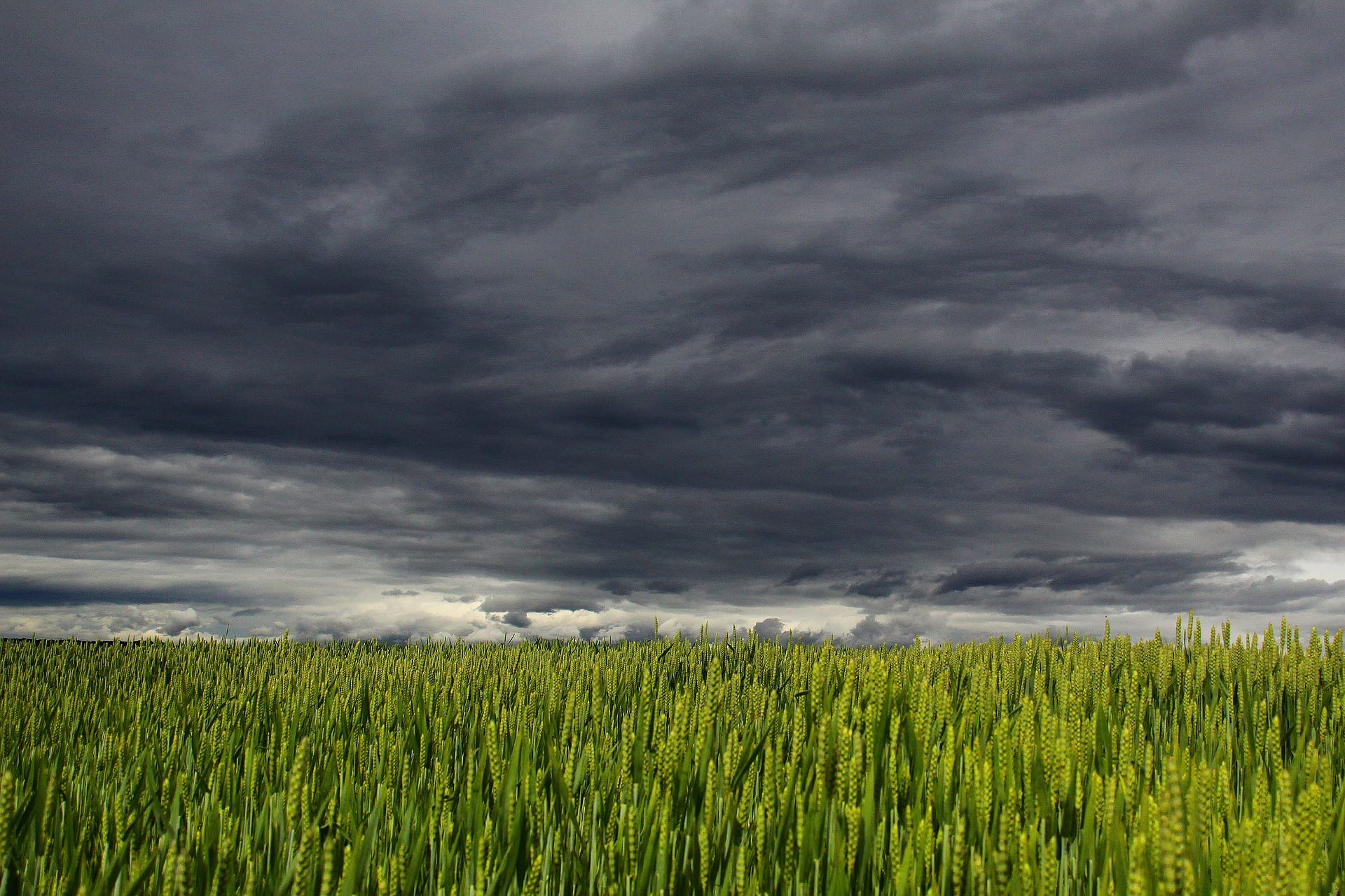 Wheat fields on cloudy day