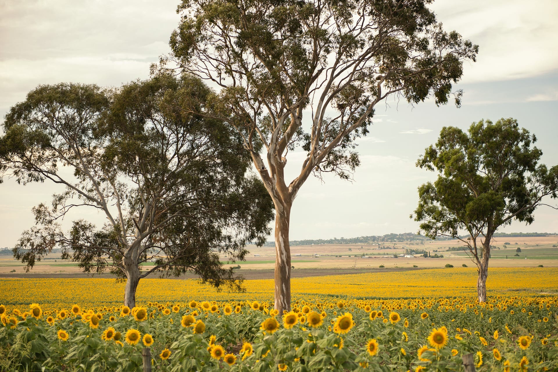 Field of sunflowers