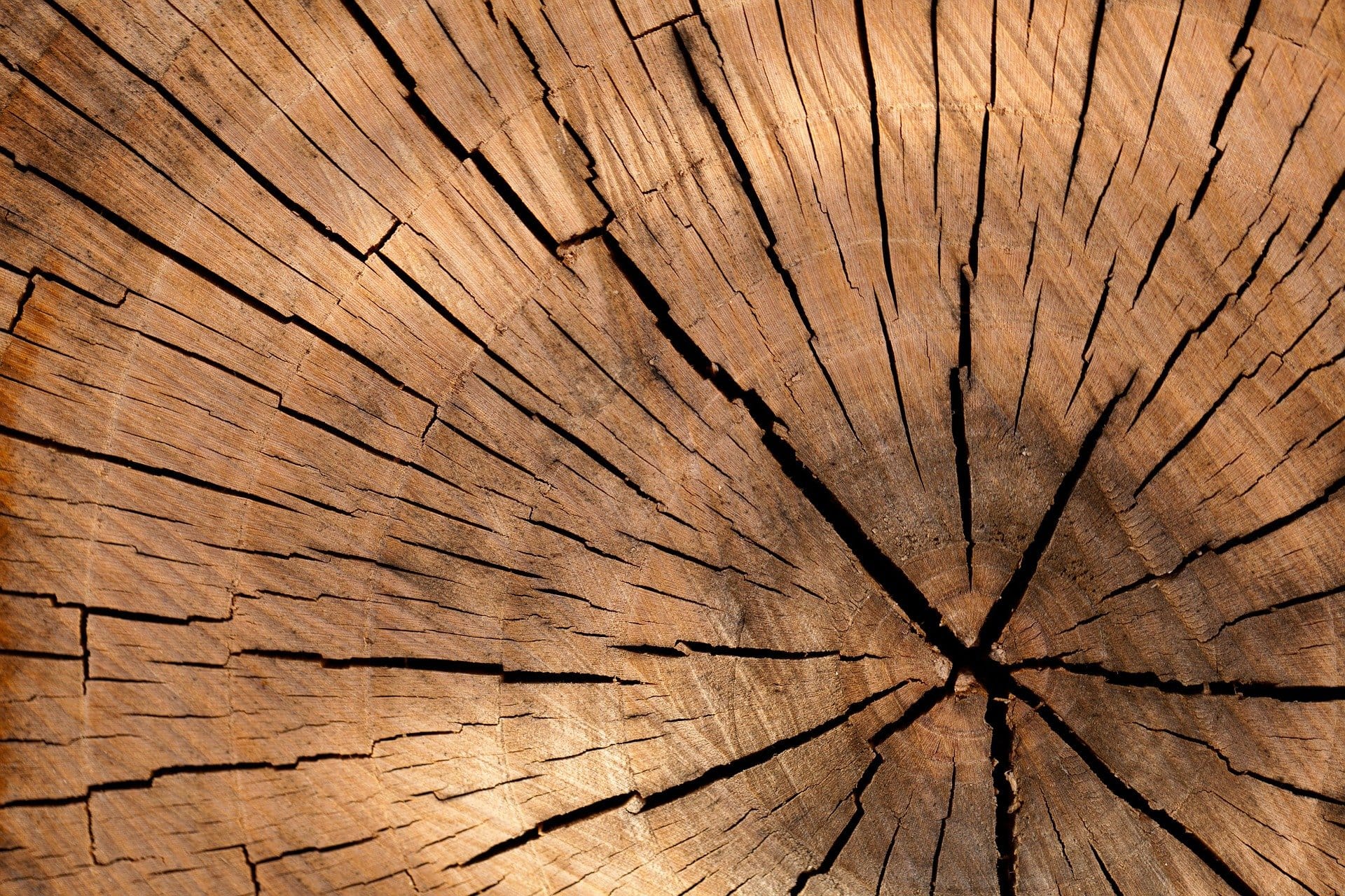 Log