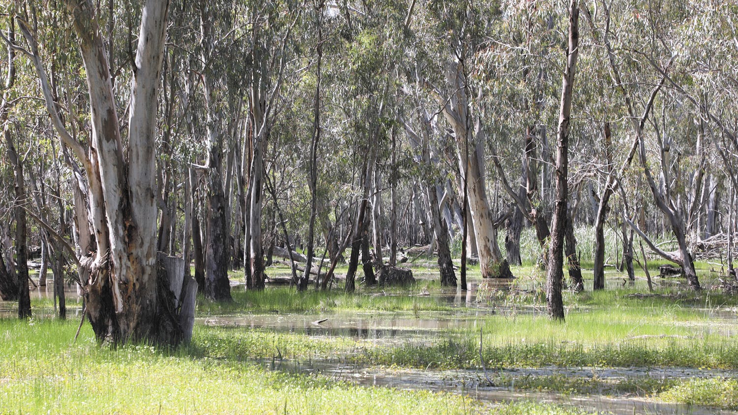 Pollack swamp