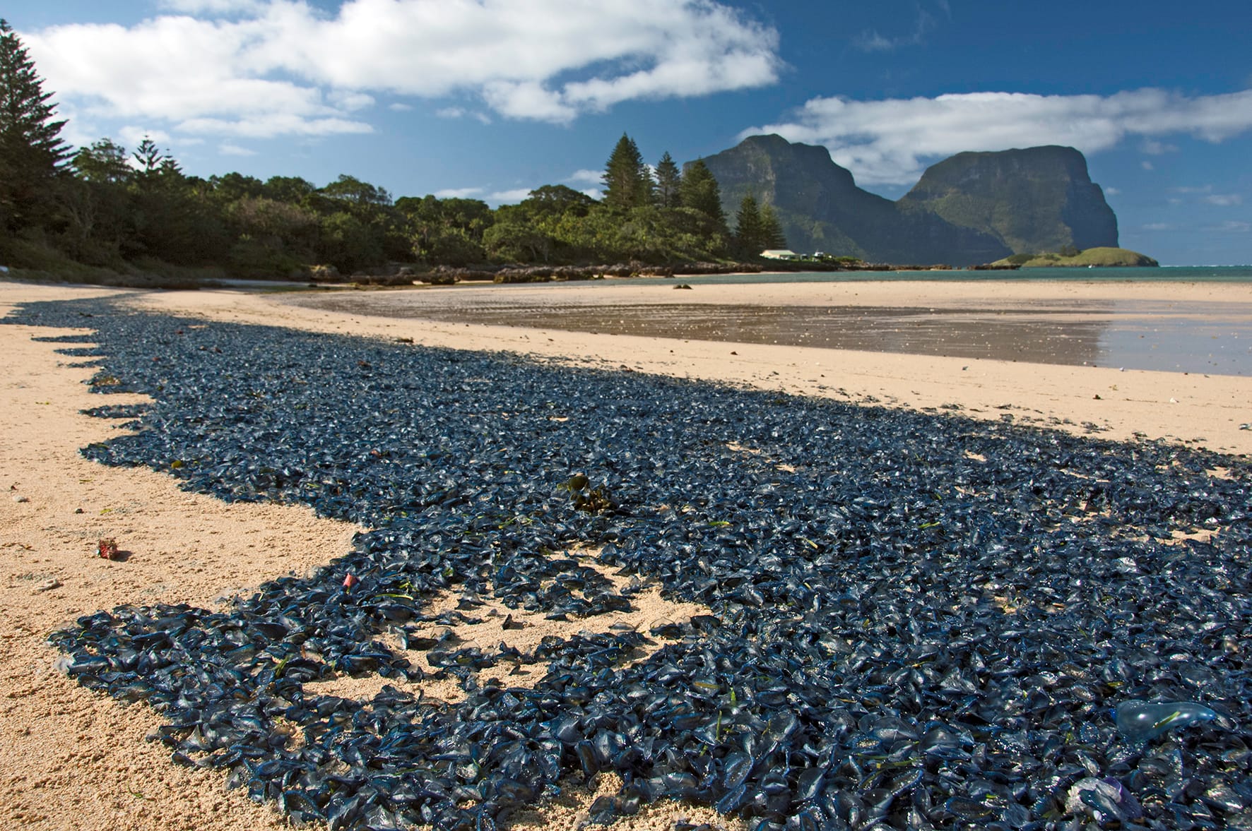 Blue animals on the beach
