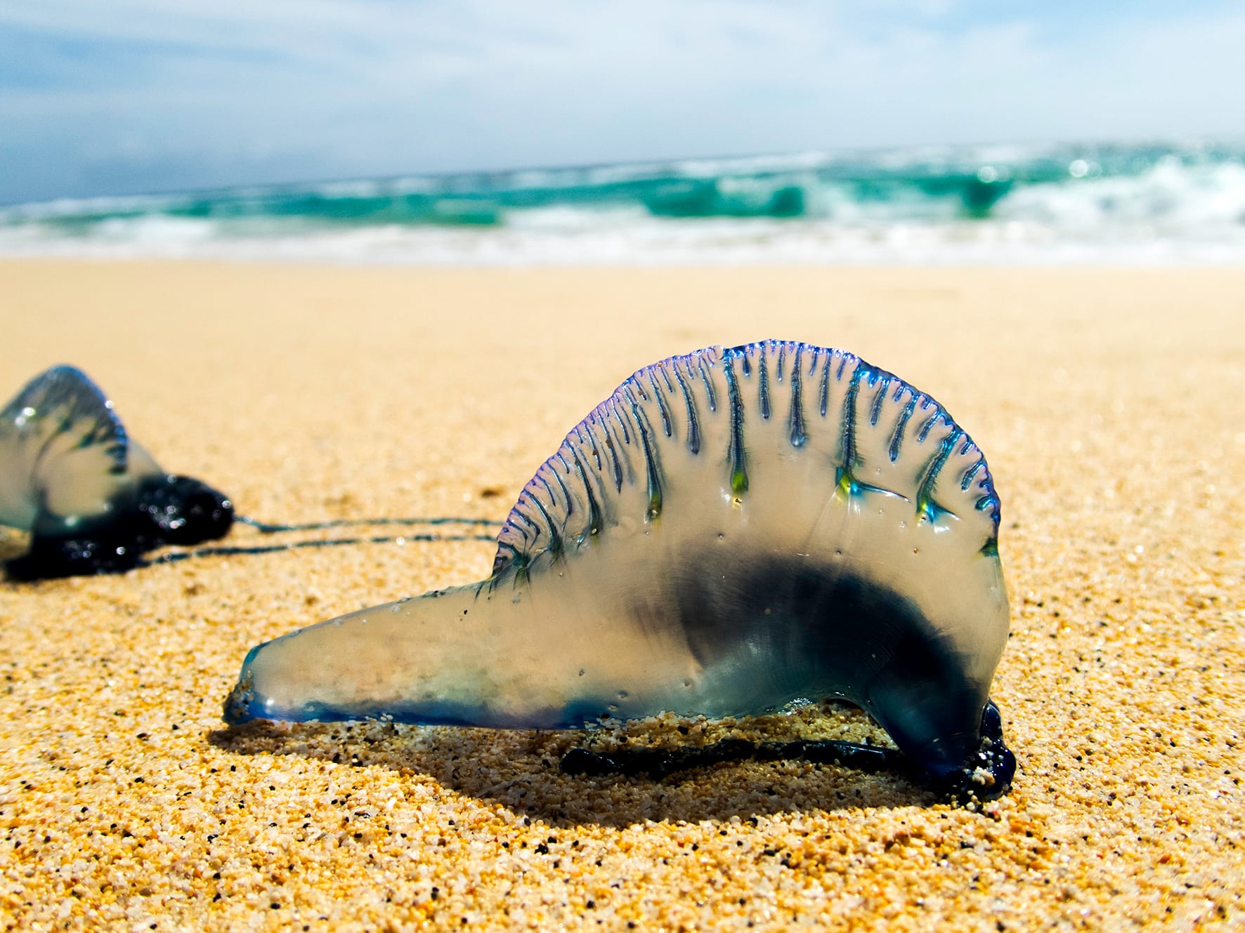 Blue bottle
