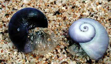 Blue snail shells