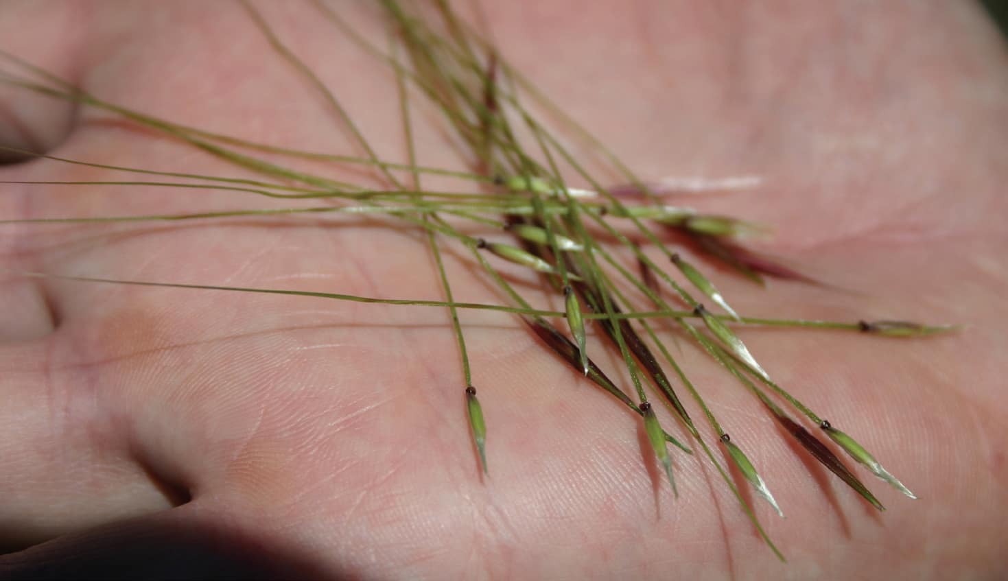 Chilean Needle Grass