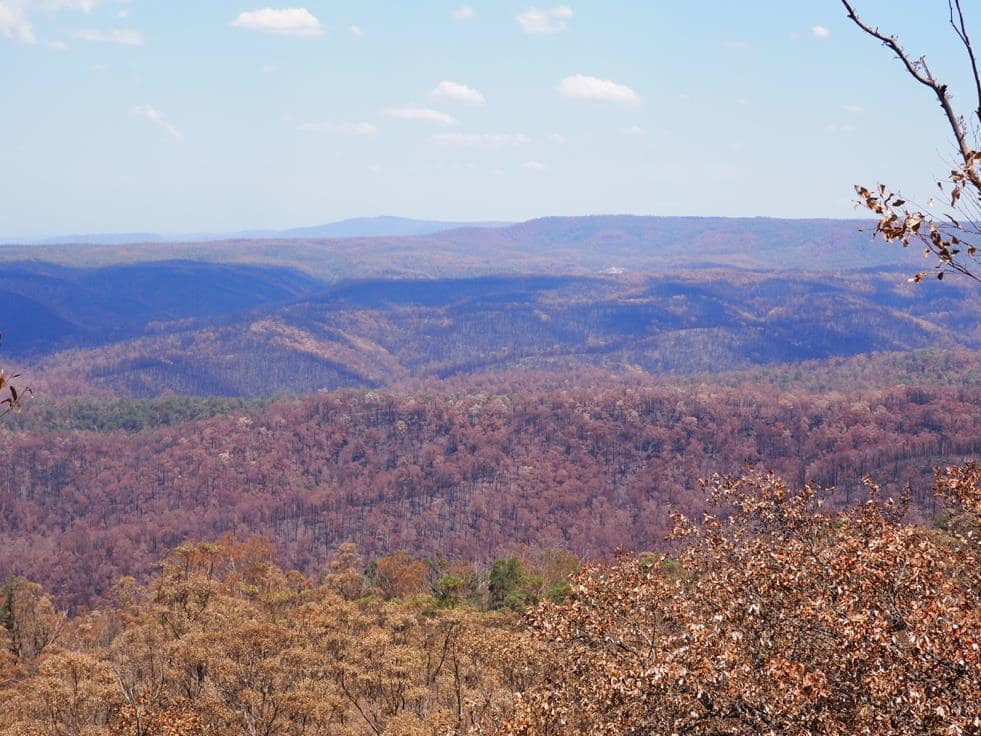 FIre affected bush