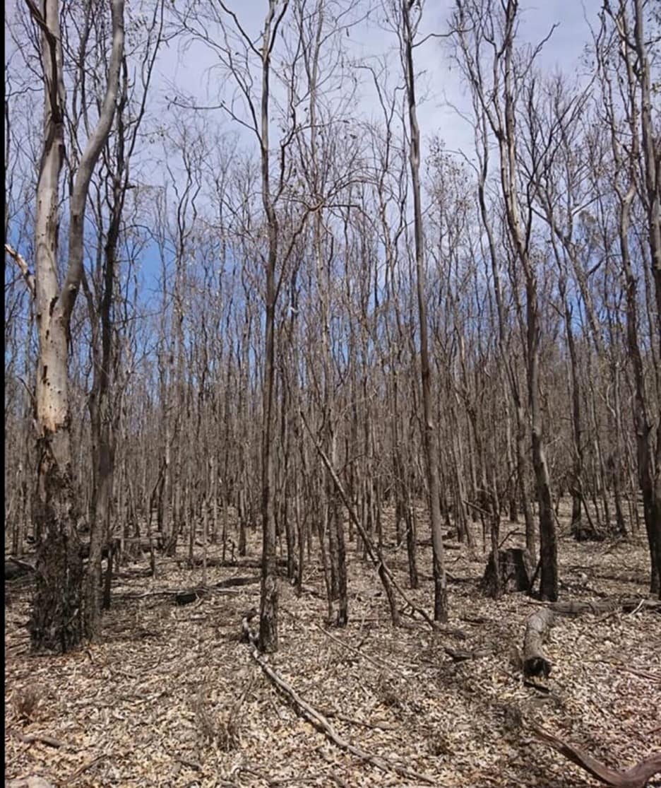 Moira forest